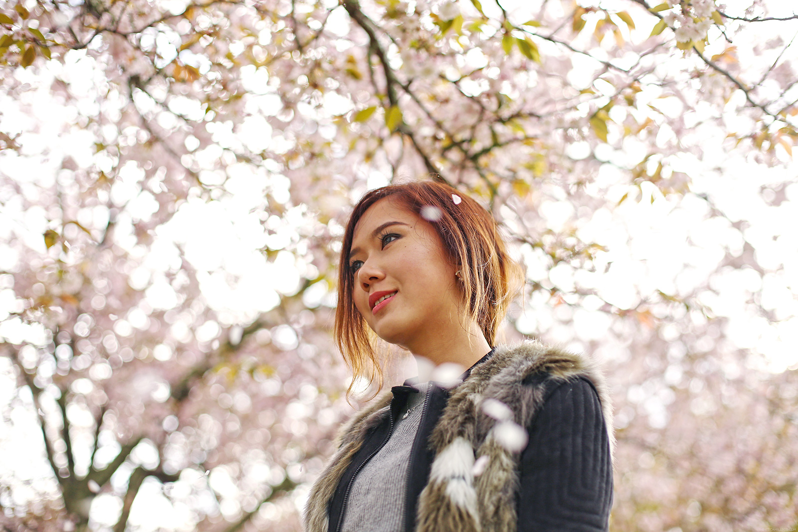 Nara Park Cherry Blossom | www.itscamilleco.com