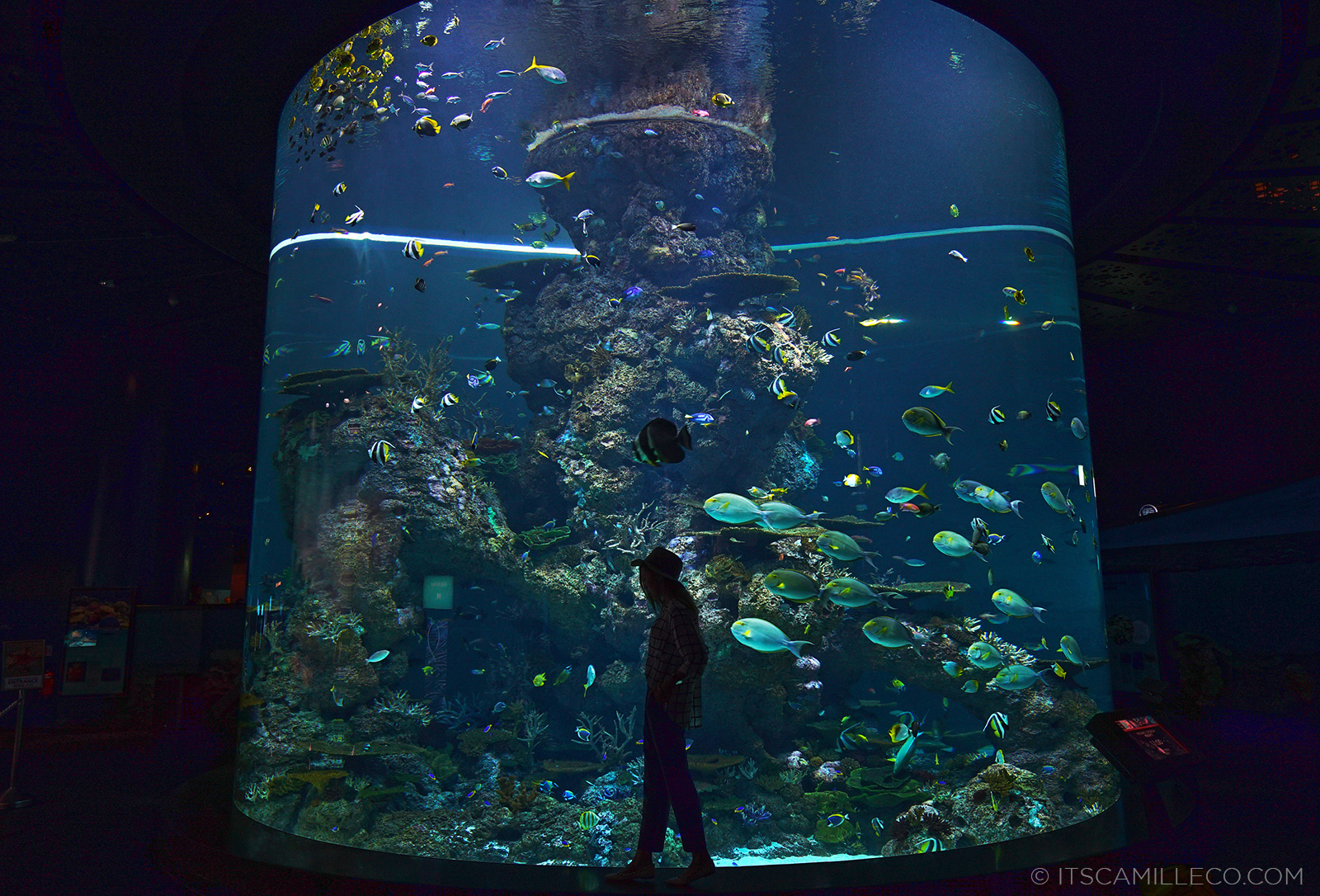 S.E.A. Aquarium, Equarius Ocean Suite | www.itscamilleco.com